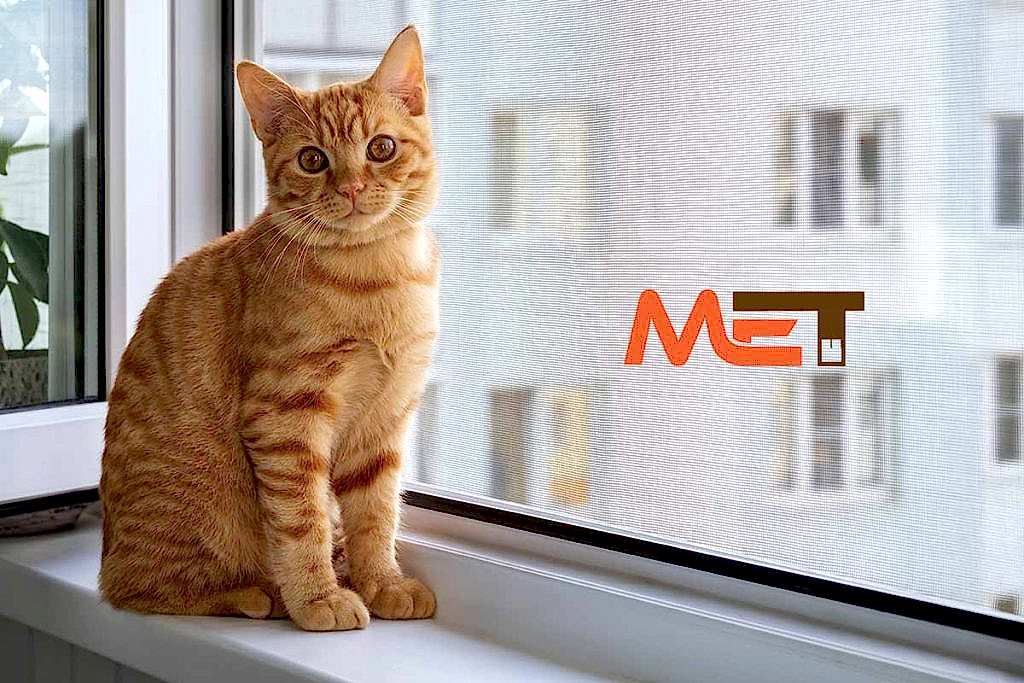 Kedi Sinekliği Ankara