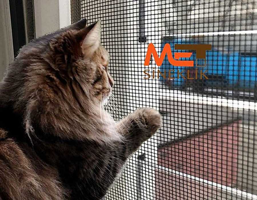 Ankara Kedi Sinekliği