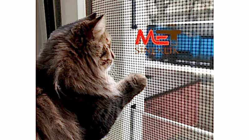 Ankara Kedi Sinekliği