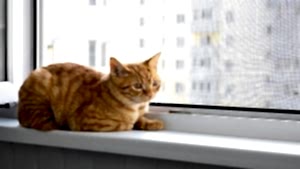 Kedi sinekliği – kediler için güvenli ve dayanıklı sineklik sistemi